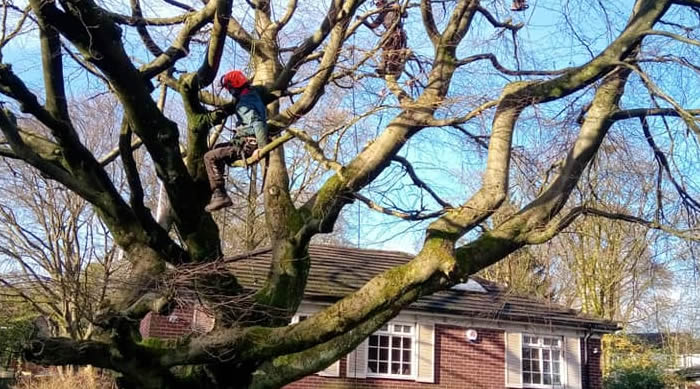 tidying up a large tree in large front garden