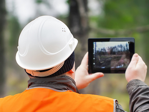 tree reports and surveys in burnley