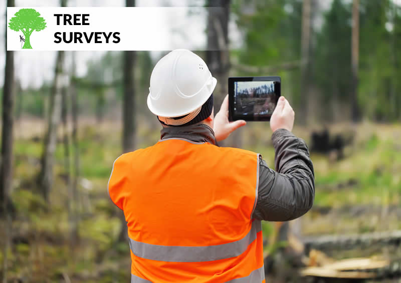 tree surveys in burnley